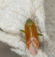 Dichrooscytus rufipennis