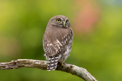 Glaucidium brasilianum