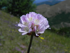 Armeria nebrodensis
