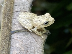 Raorchestes luteolus