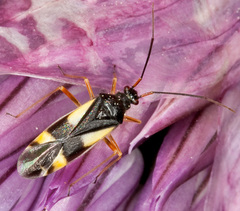 Dryophilocoris flavoquadrimaculatus