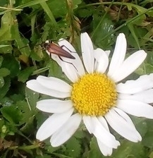 Lepturini