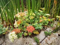 Dasispermum suffruticosum