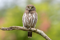 Glaucidium brasilianum