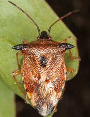 Elasmucha ferrugata