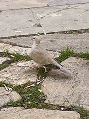 Streptopelia decaocto