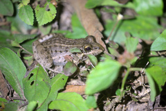 Leptodactylus