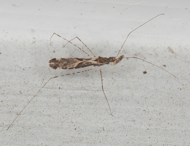 Empicoris culiciformis