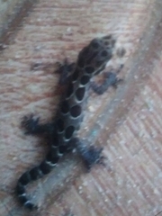 Cyrtodactylus