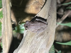 Raorchestes