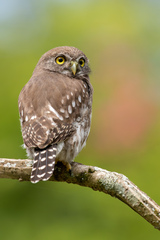 Glaucidium brasilianum