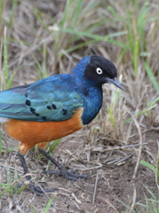 Lamprotornis superbus