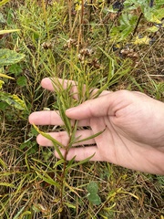 Euthamia graminifolia