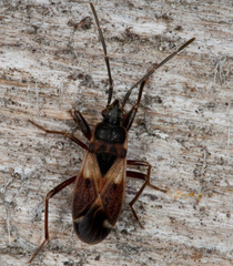 Eremocoris abietis