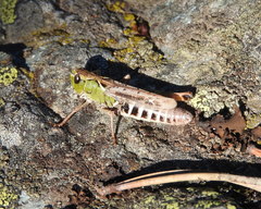 Gomphocerus sibiricus