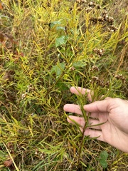 Euthamia graminifolia
