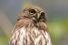 Glaucidium brasilianum