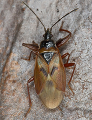 Gastrodes abietum