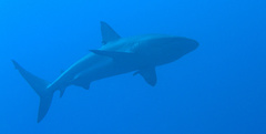 Carcharhinus perezii