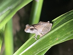 Pseudophilautus amboli