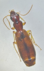 Paradromius linearis