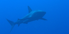 Carcharhinus perezii