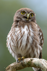 Glaucidium brasilianum