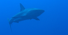 Carcharhinus perezii