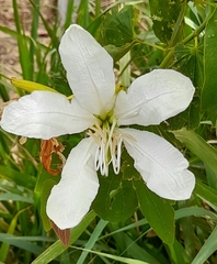 Bauhinia forficata