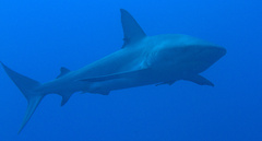 Carcharhinus perezii