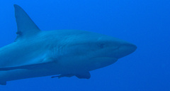 Carcharhinus perezii