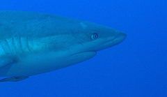 Carcharhinus perezii
