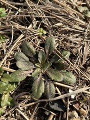 Arabidopsis thaliana