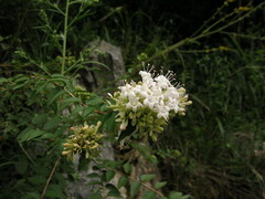 Abelia chinensis