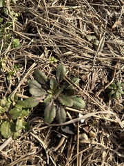 Arabidopsis thaliana