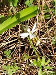 Chlorophytum comosum