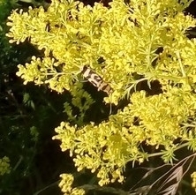 Chlorophorus varius