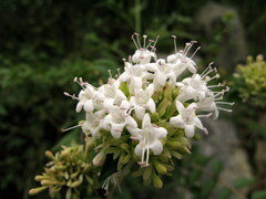 Abelia chinensis