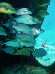 Haemulon carbonarium