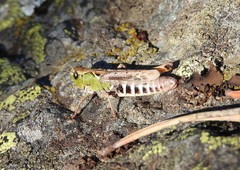 Gomphocerus sibiricus