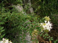 Abelia chinensis