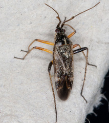 Harpocera thoracica