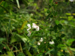 Abelia chinensis