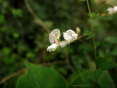 Lespedeza virgata