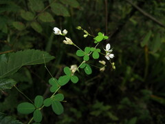 Lespedeza virgata