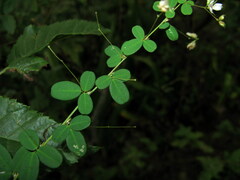 Lespedeza virgata