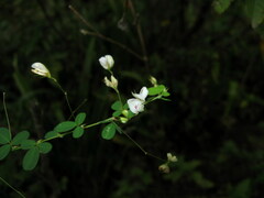 Lespedeza virgata