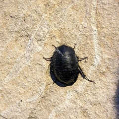 Polyphaga aegyptiaca