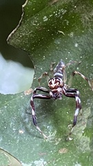 Noegus