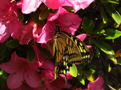 Papilio machaon hippocrates